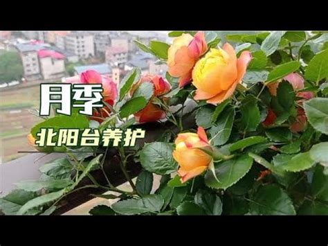 陽台種玫瑰風水